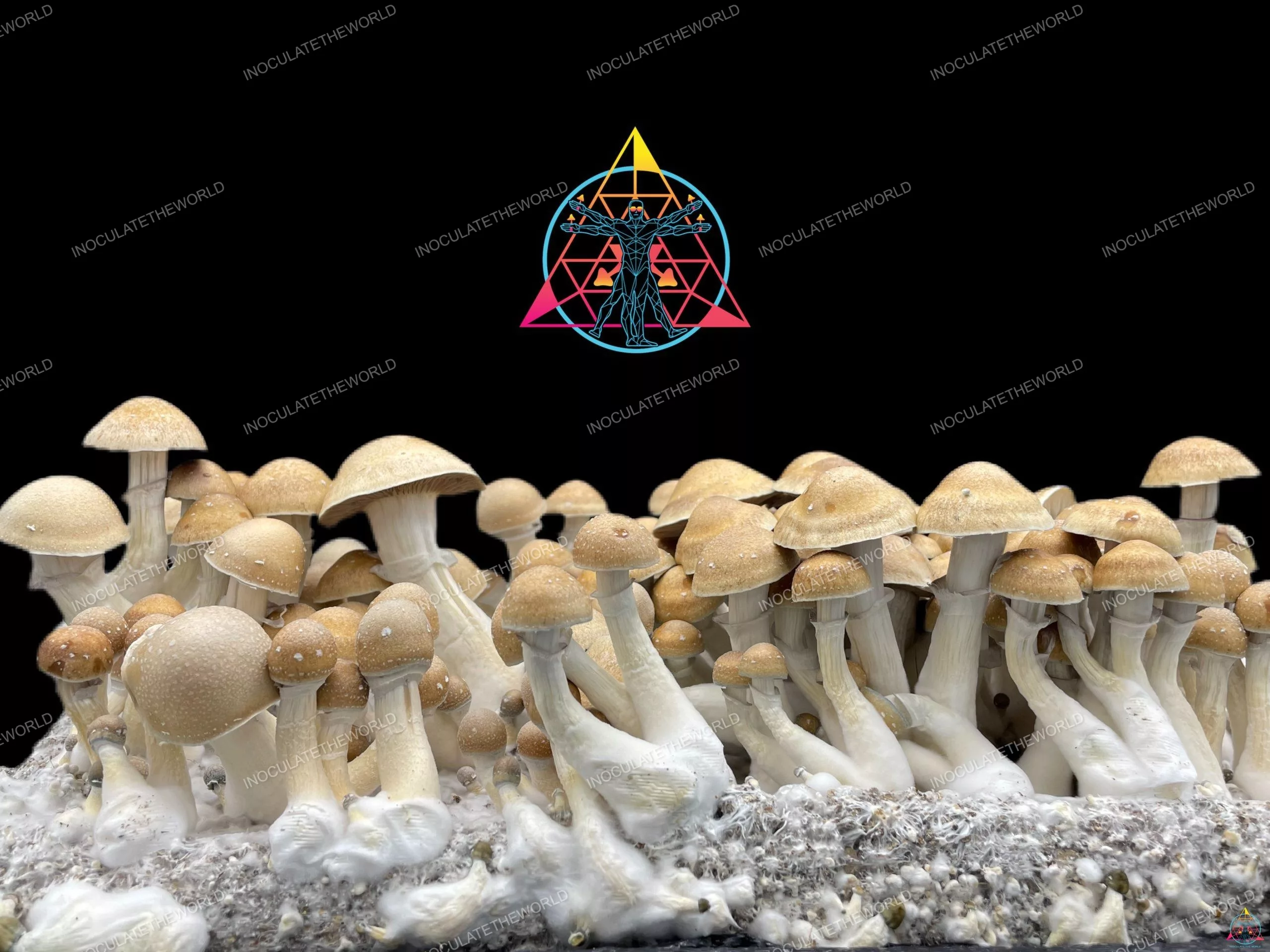 Hillbilly Cubensis Isolated Spore Syringe - Image 4