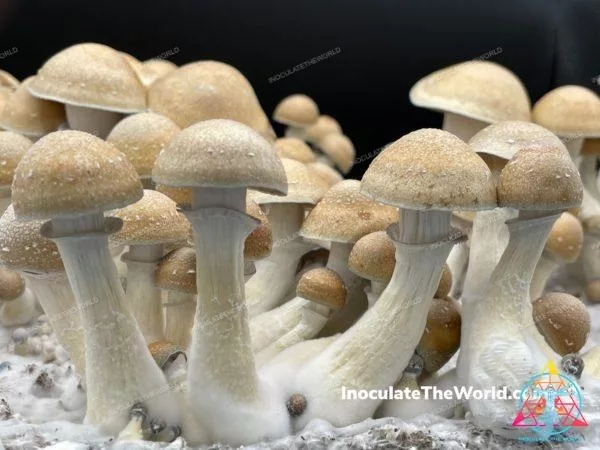 Hillbilly Cubensis Isolated Spore Syringe - Image 5