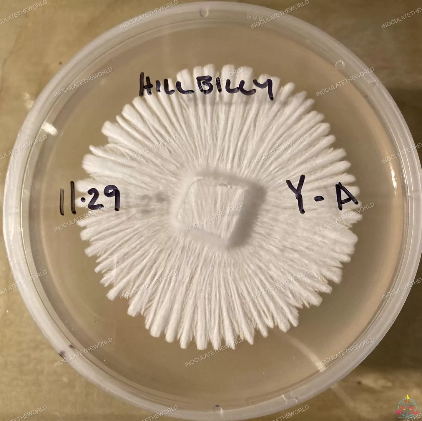 Hillbilly Cubensis Isolated Spore Syringe - Image 6