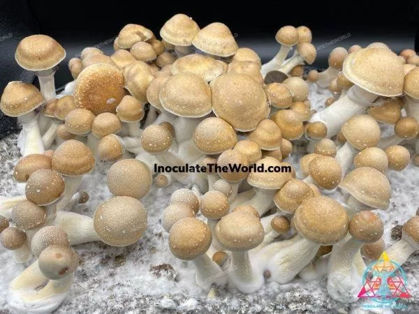 Hillbilly Cubensis Isolated Spore Syringe - Image 7