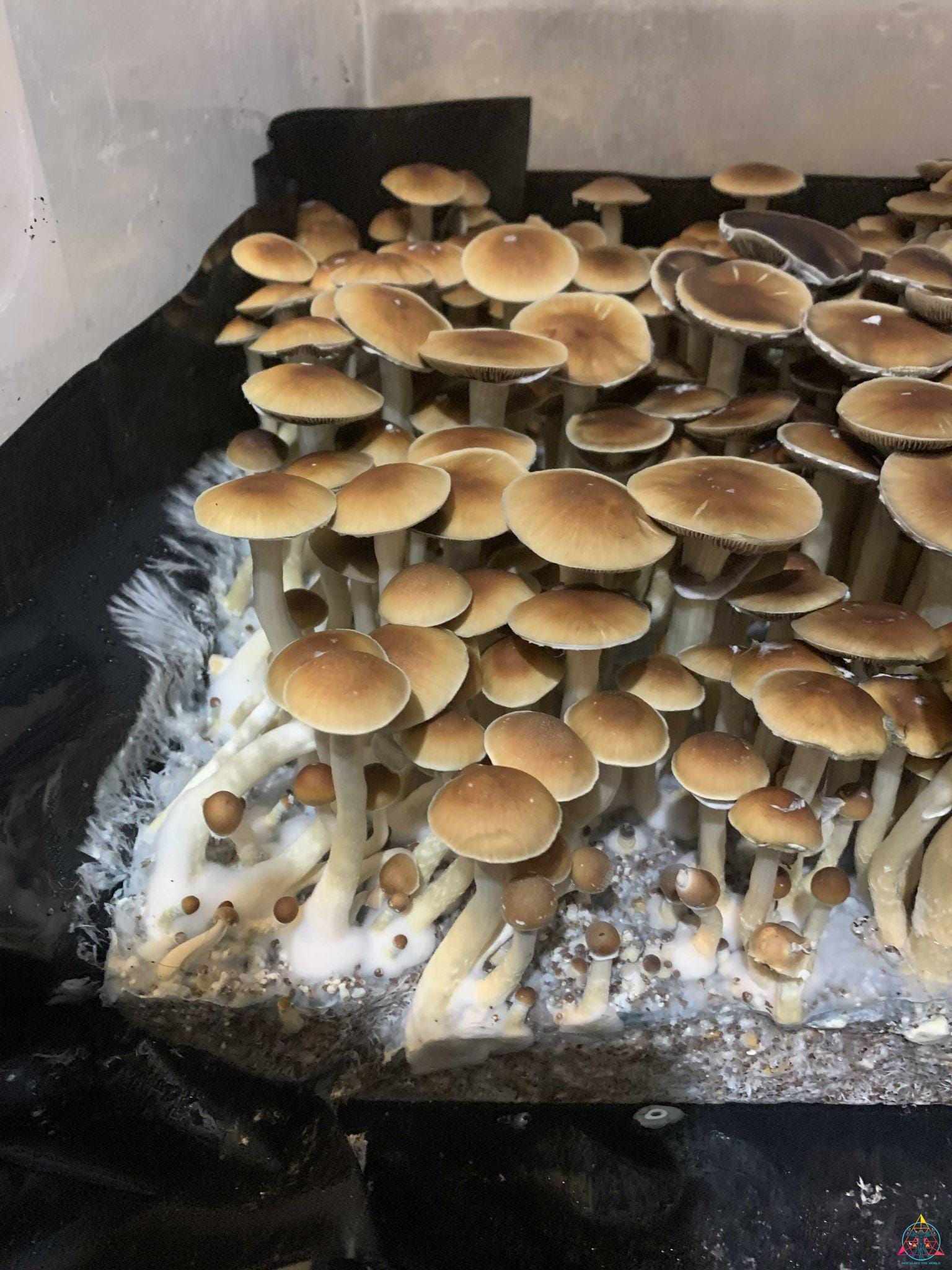 Malaysian Cubensis Spore Syringe - Image 2