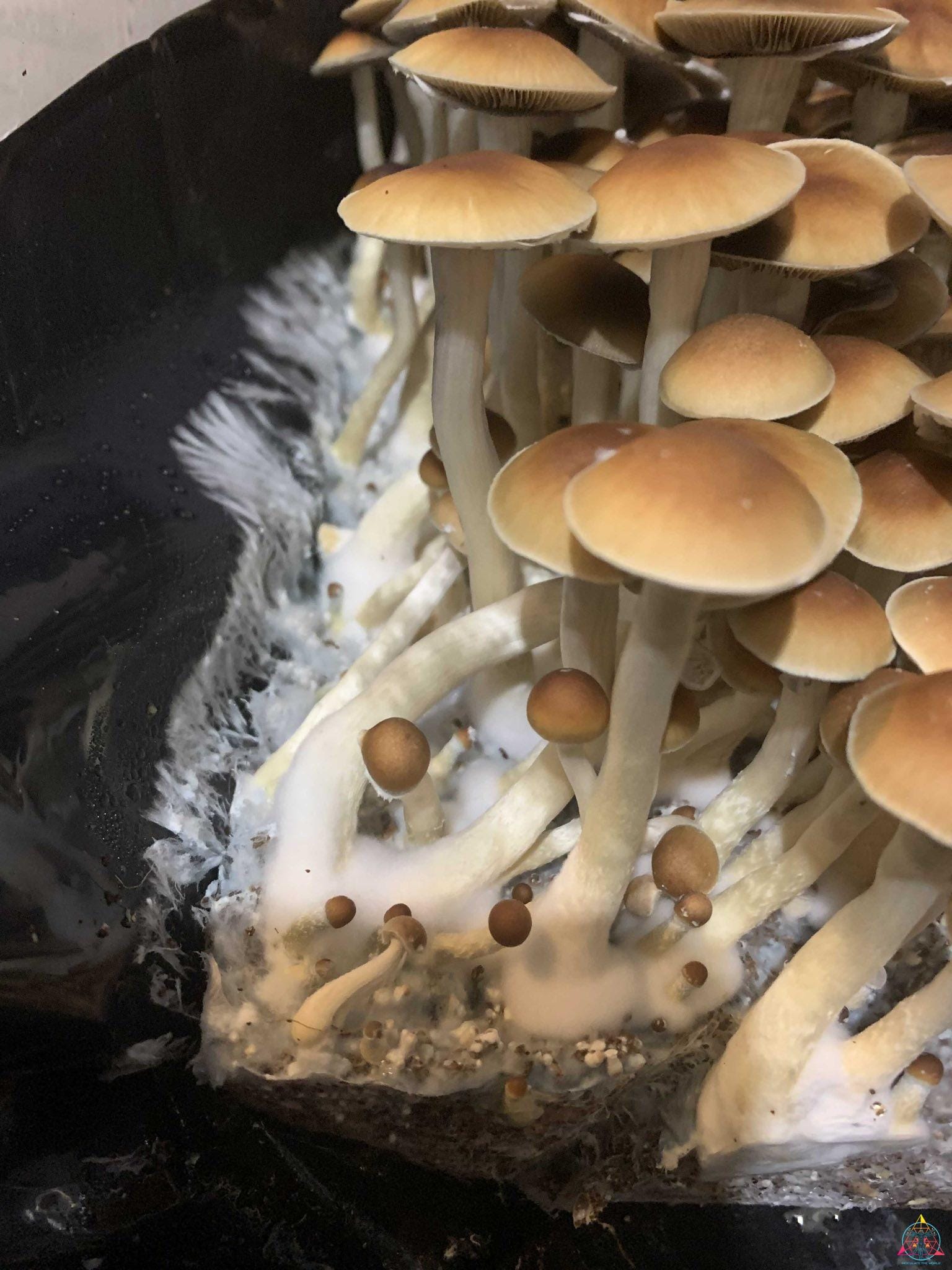 Malaysian Cubensis Spore Syringe - Image 3