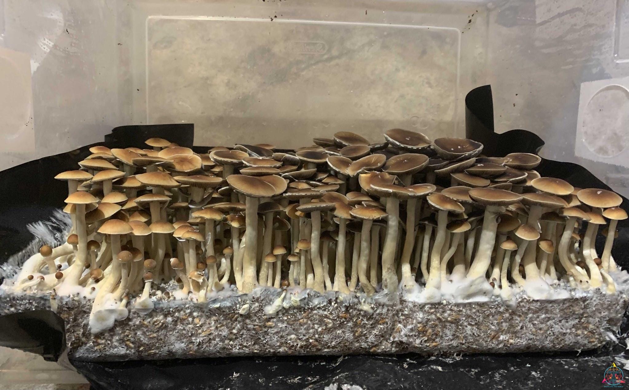 Malaysian Cubensis Spore Syringe - Image 4