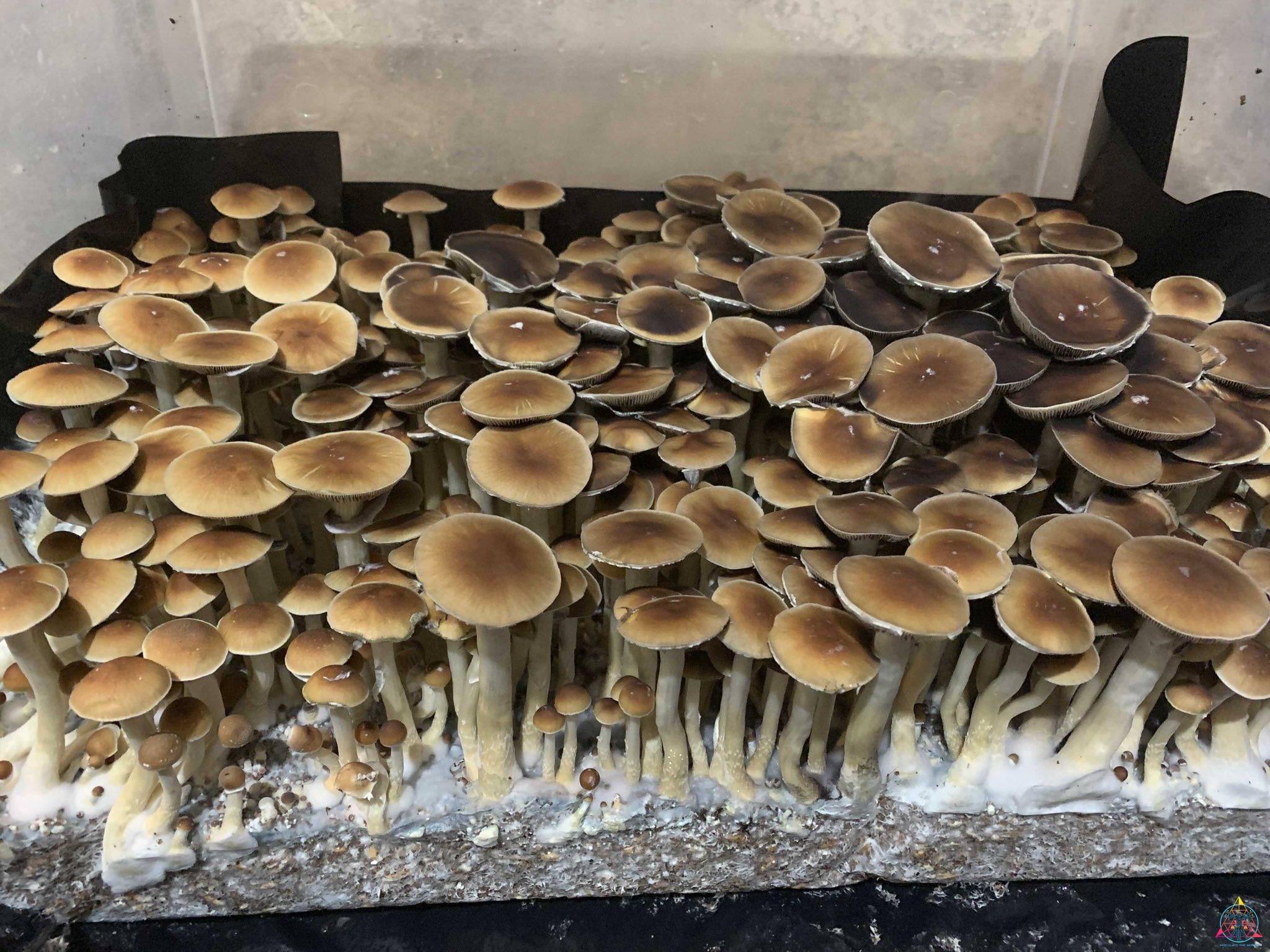 Malaysian Cubensis Spore Syringe - Image 5