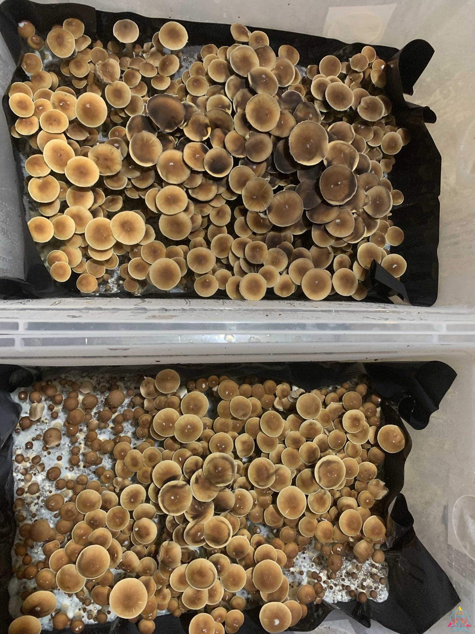 Malaysian Cubensis Spore Syringe - Image 6