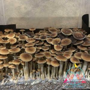 Malaysian Cubensis Spore Syringe
