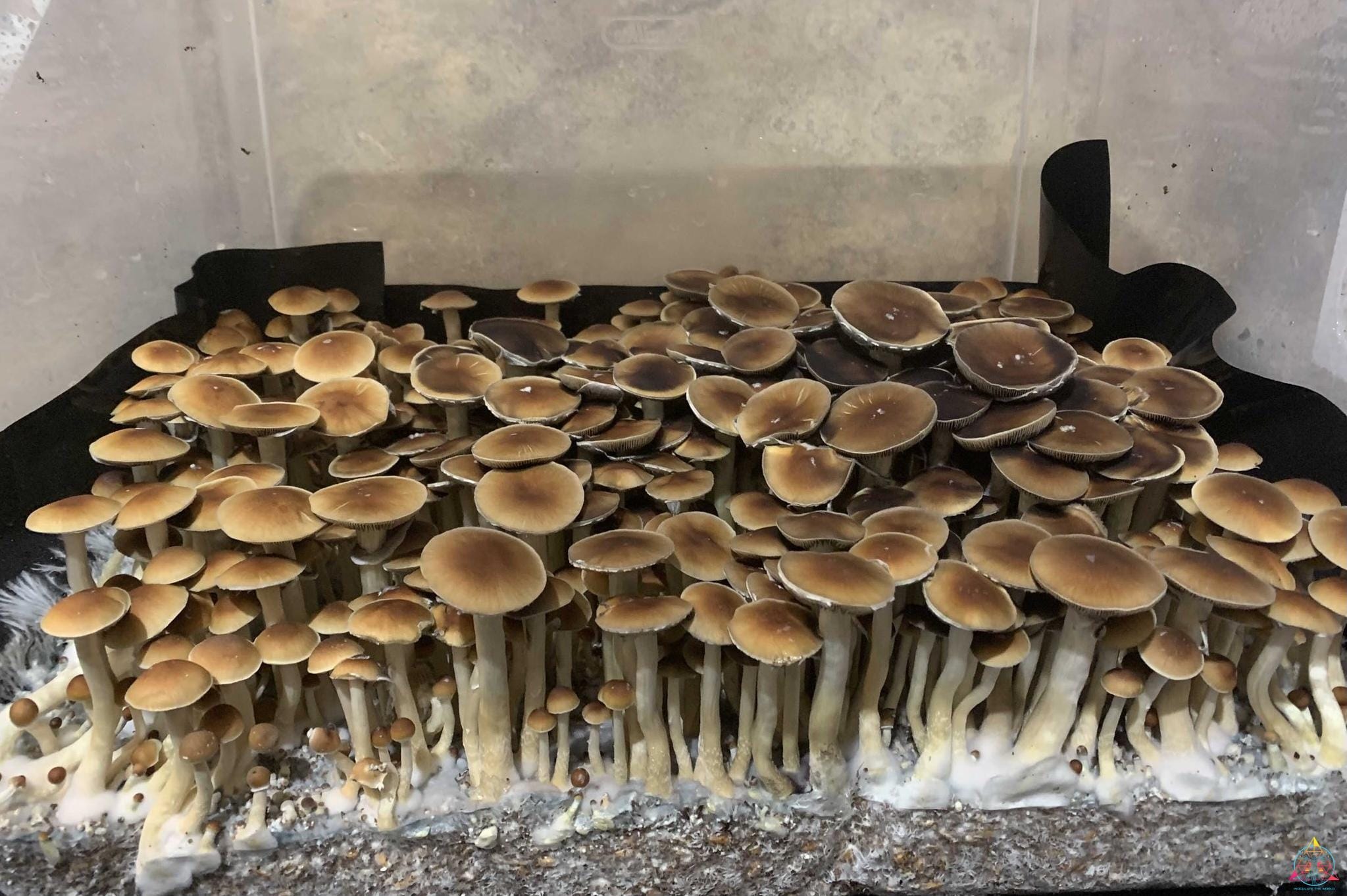 Malaysian Cubensis Spore Syringe