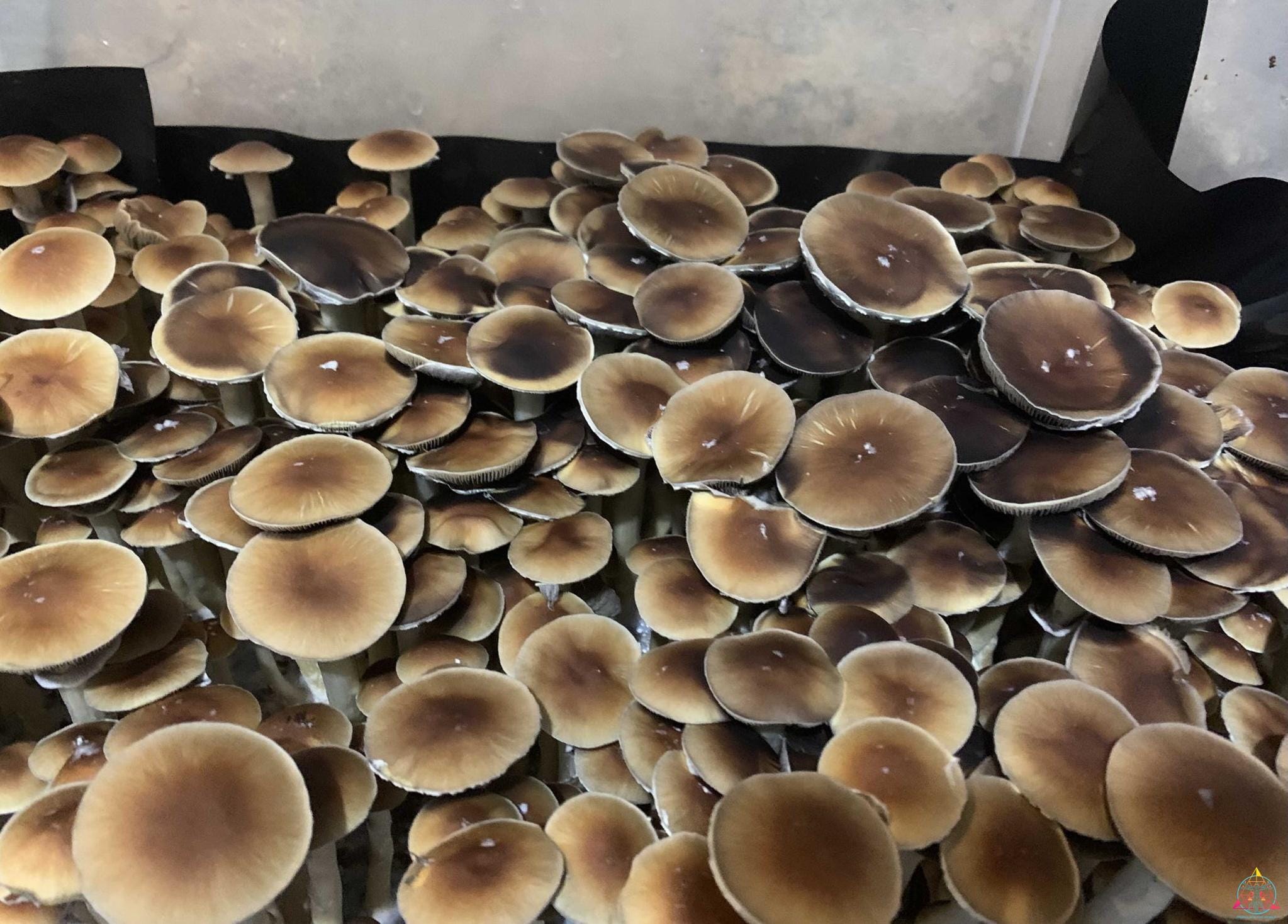 Malaysian Cubensis Spore Syringe - Image 9