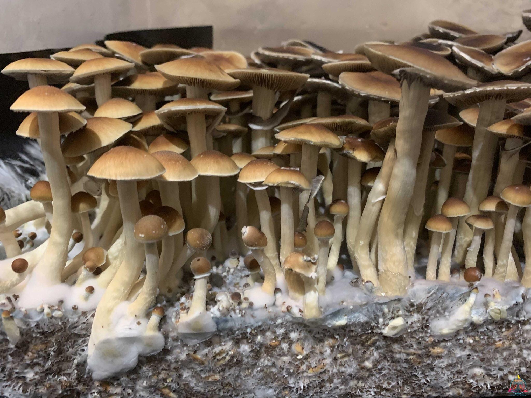 Malaysian Cubensis Spore Syringe - Image 11