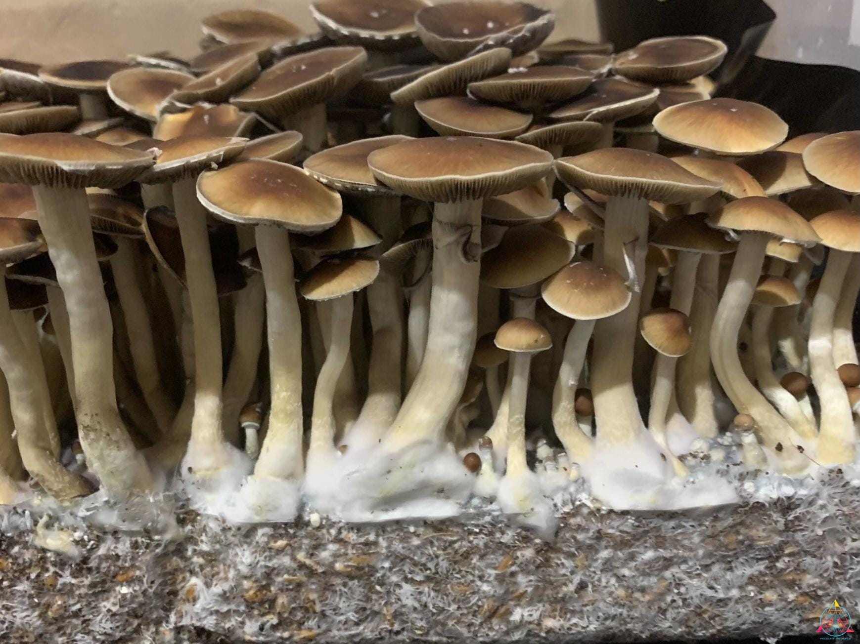 Malaysian Cubensis Spore Syringe - Image 12