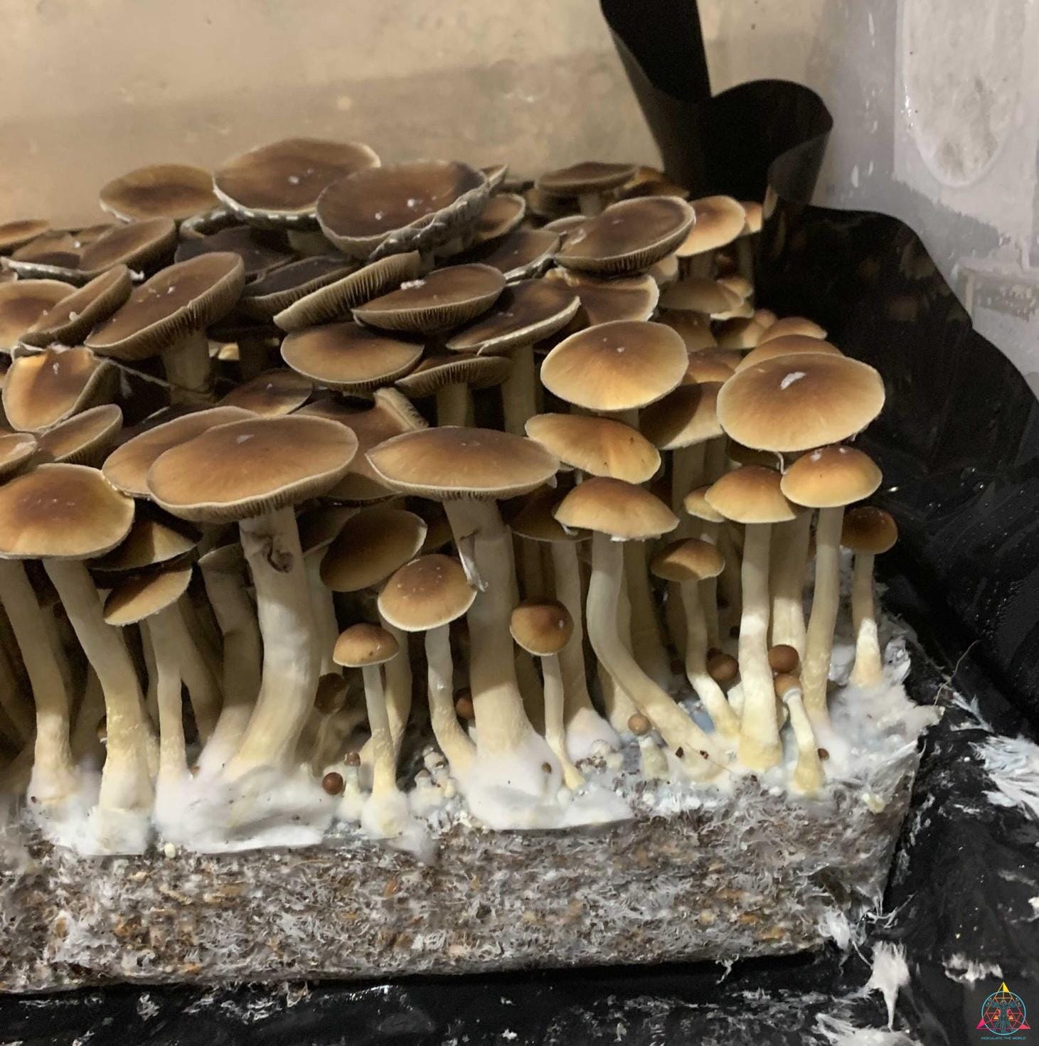 Malaysian Cubensis Spore Syringe - Image 13