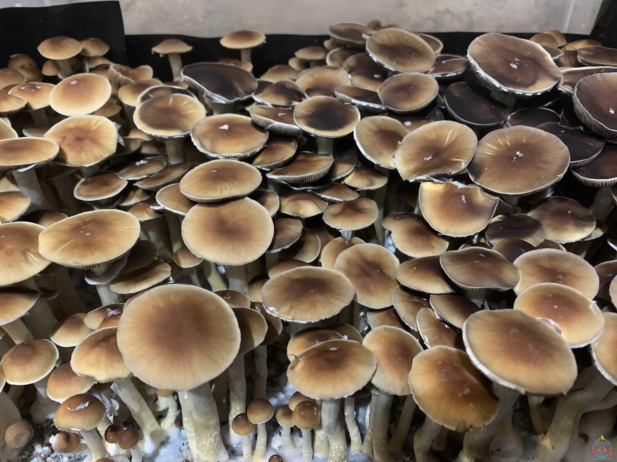 Malaysian Cubensis Spore Syringe - Image 14