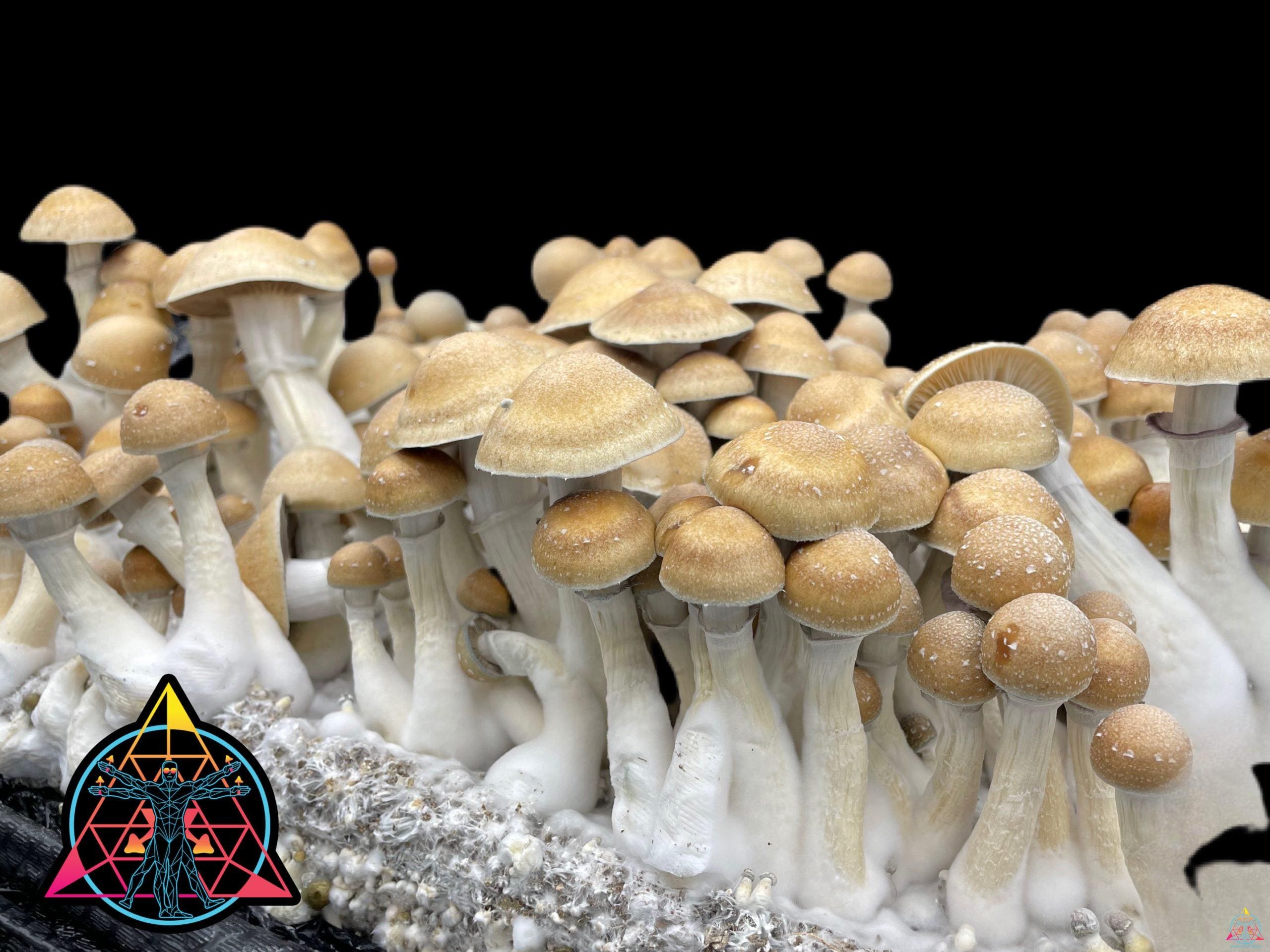 Hillbilly Cubensis Spore Swab - Image 3