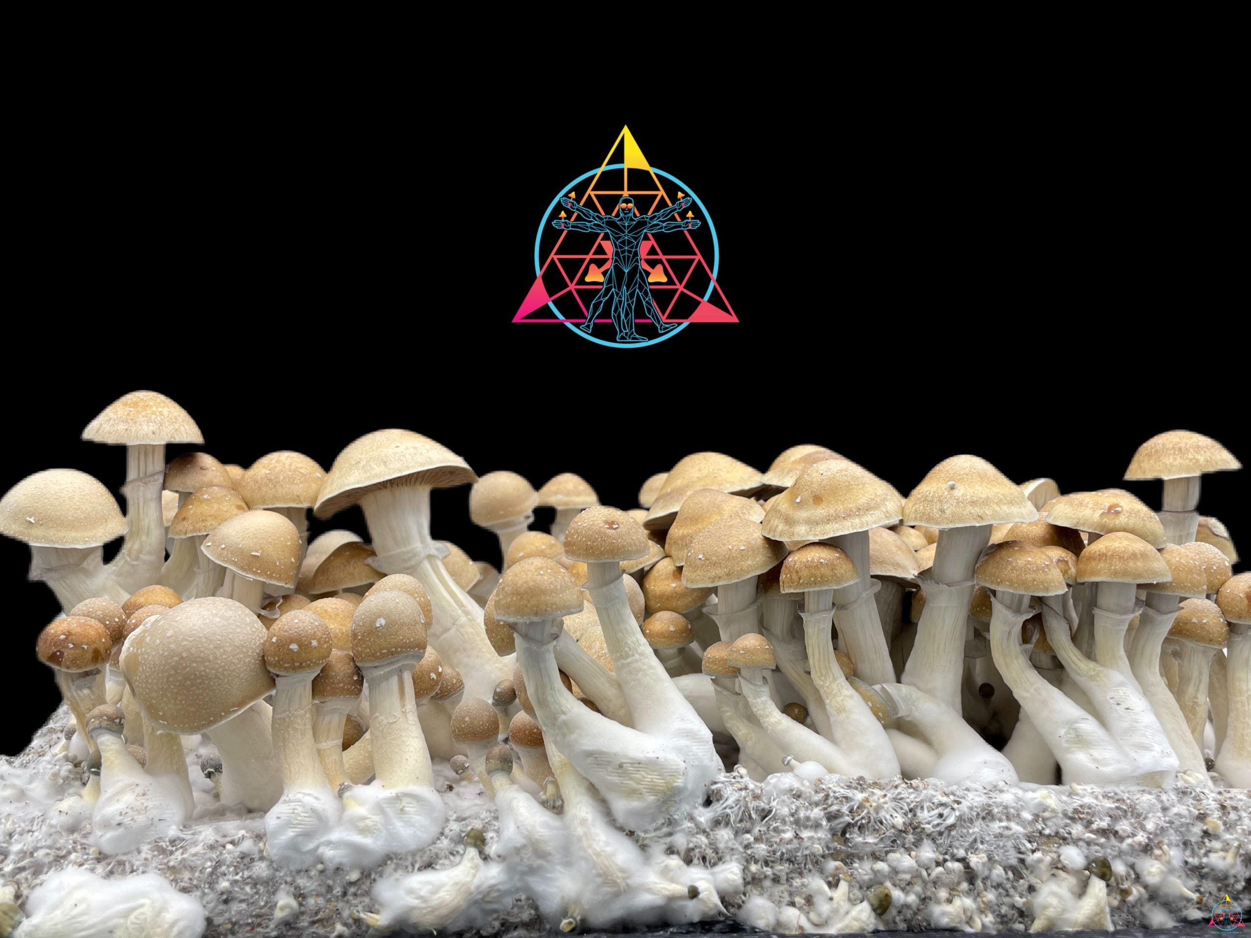 Hillbilly Cubensis Spore Swab - Image 4