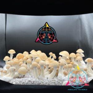 Hillbilly Cubensis Spore Swab