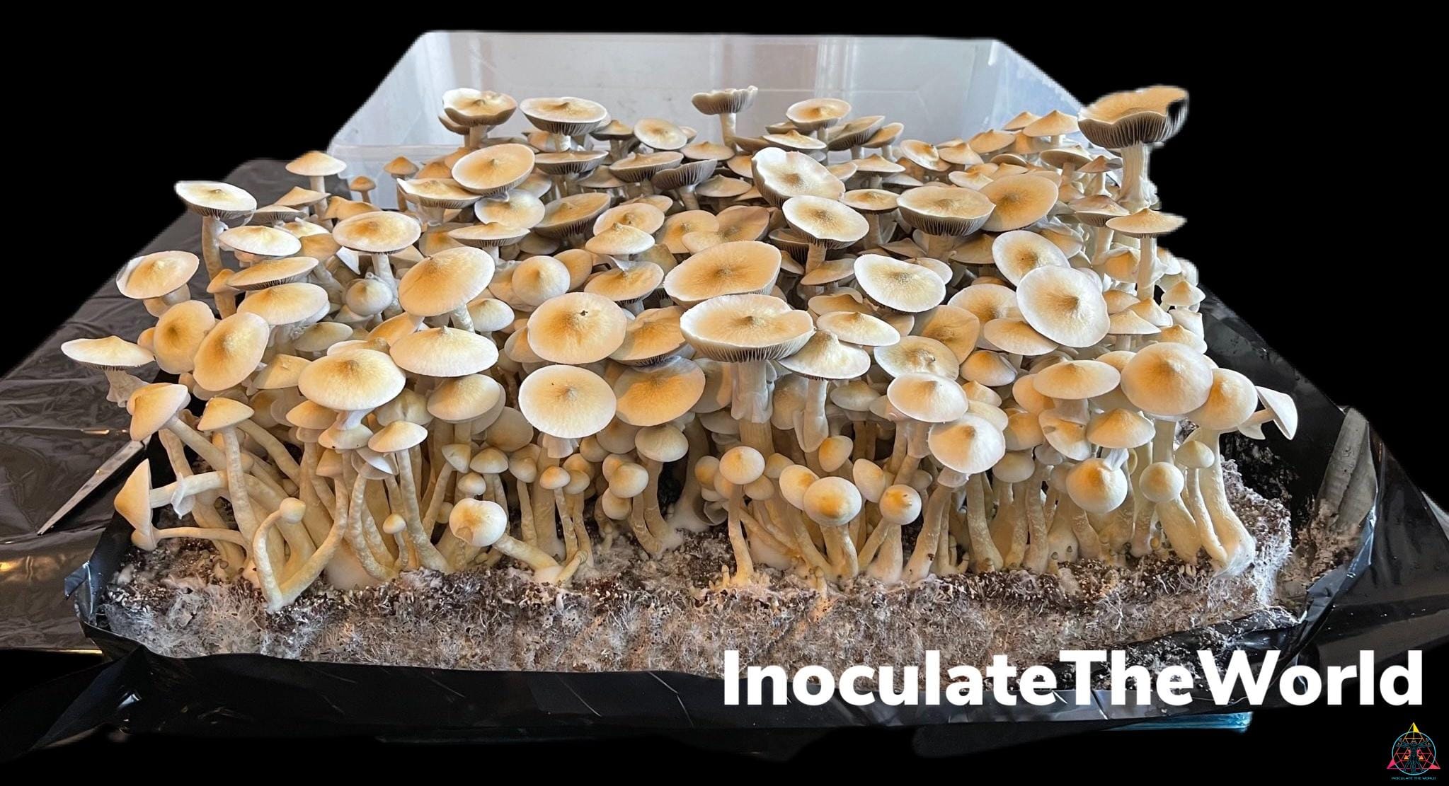 A large flush of white rabbit isolated spore syringe mushrooms