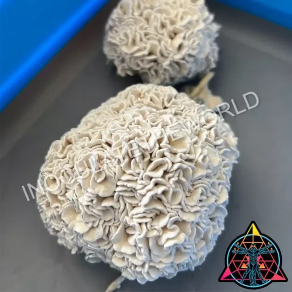 Two fruits of enigma cubensis mushrooms on a tray