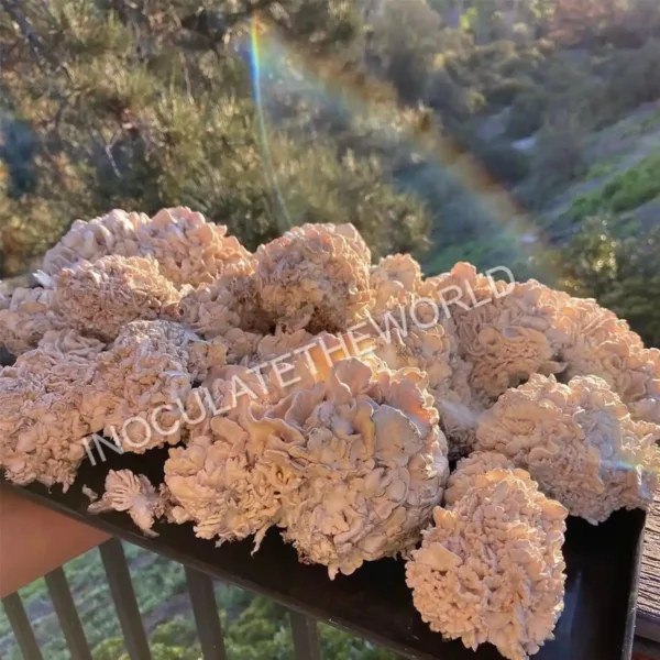 Tray of enigma cubensis mushrooms outdoors