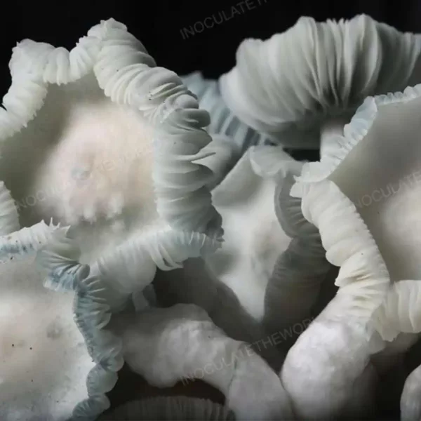 Closeup view of Jack Frost cubensis mushrooms in a grow bag