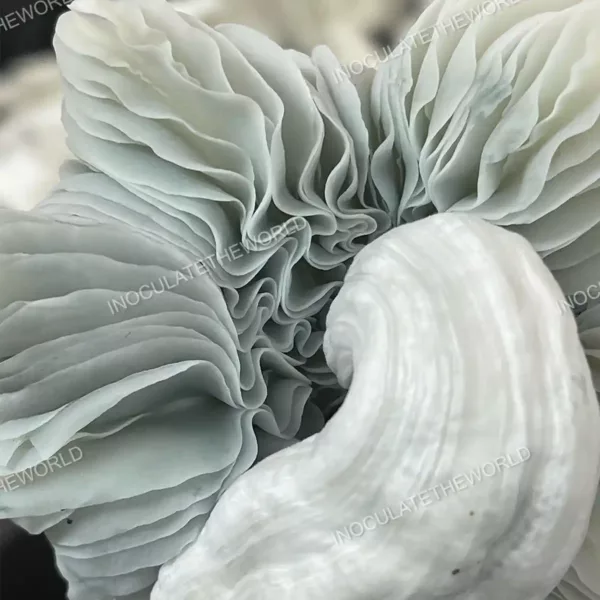 Closeup view of Jack Frost cubensis mushroom gills