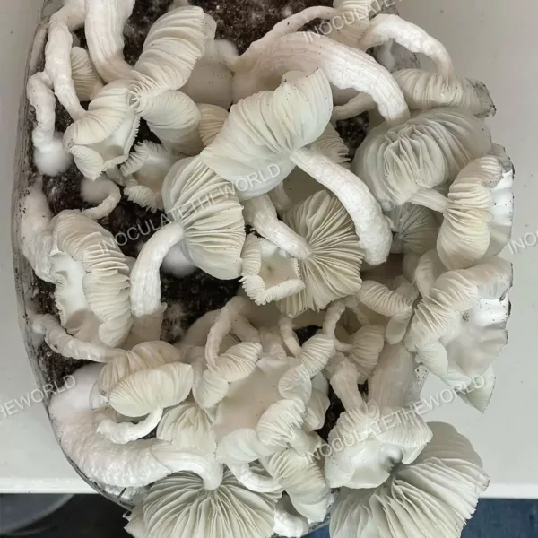 Large flush of Jack Frost cubensis mushrooms in a grow bag