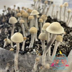 Panaeolus Cyanescens Mezcala Spore Print