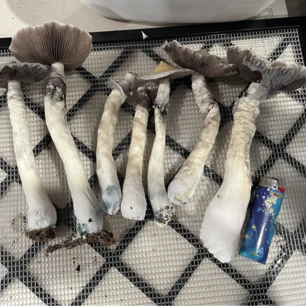 Harvested Tak Mountain Cubensis mushrooms
