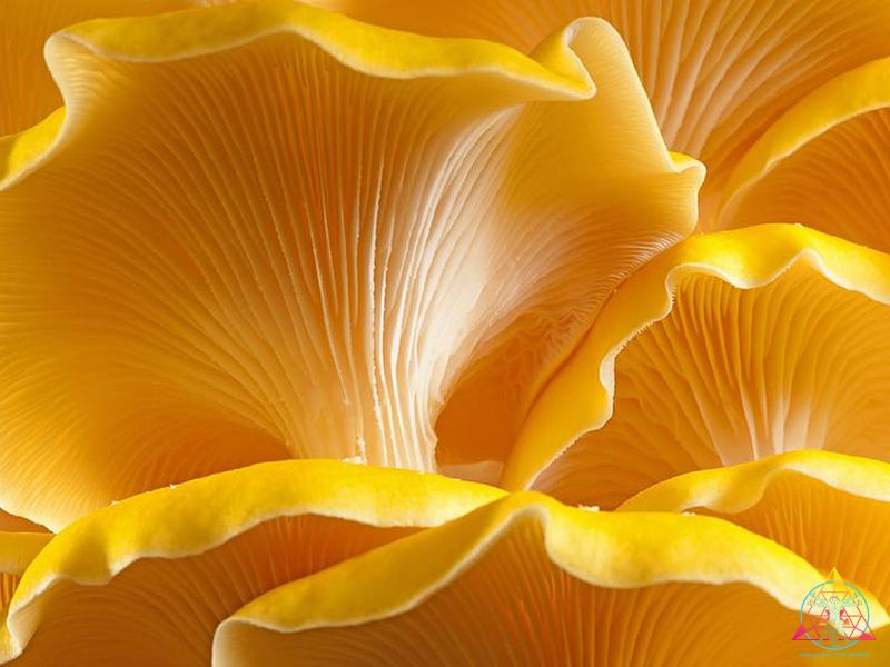 golden oyster mushroom gills