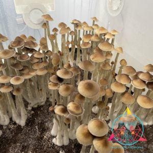 Wild Mezcala Cubensis Spore Print