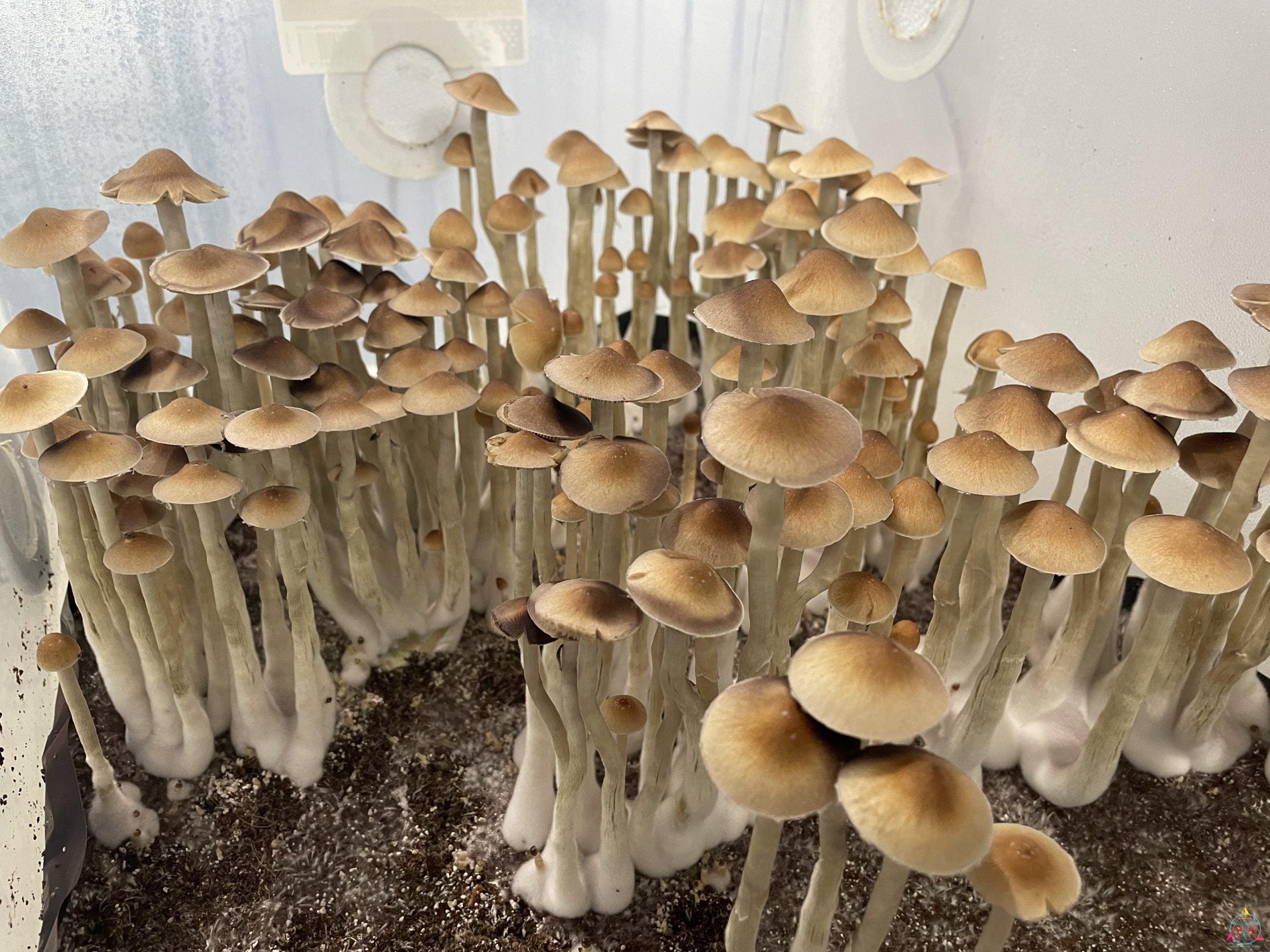 Wild Mezcala Cubensis Spore Print - Image 3