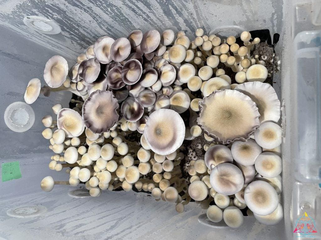An aerial view of Tak Mountain Cubensis Spore Syringe mushrooms.