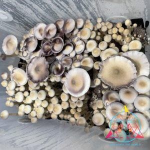 An aerial view of Tak Mountain Cubensis Spore Syringe mushrooms.