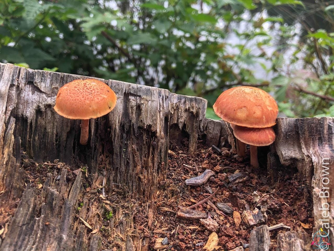 Gymnopilus aeruginosus spore print