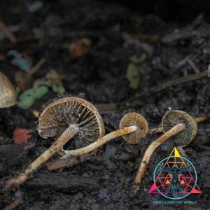 Panaeolus olivaceus spore print