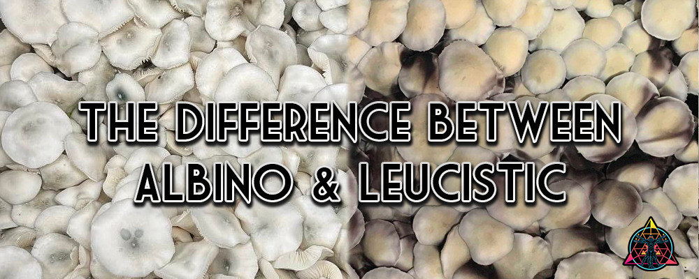The Difference Between Albino and Leucistic Banner