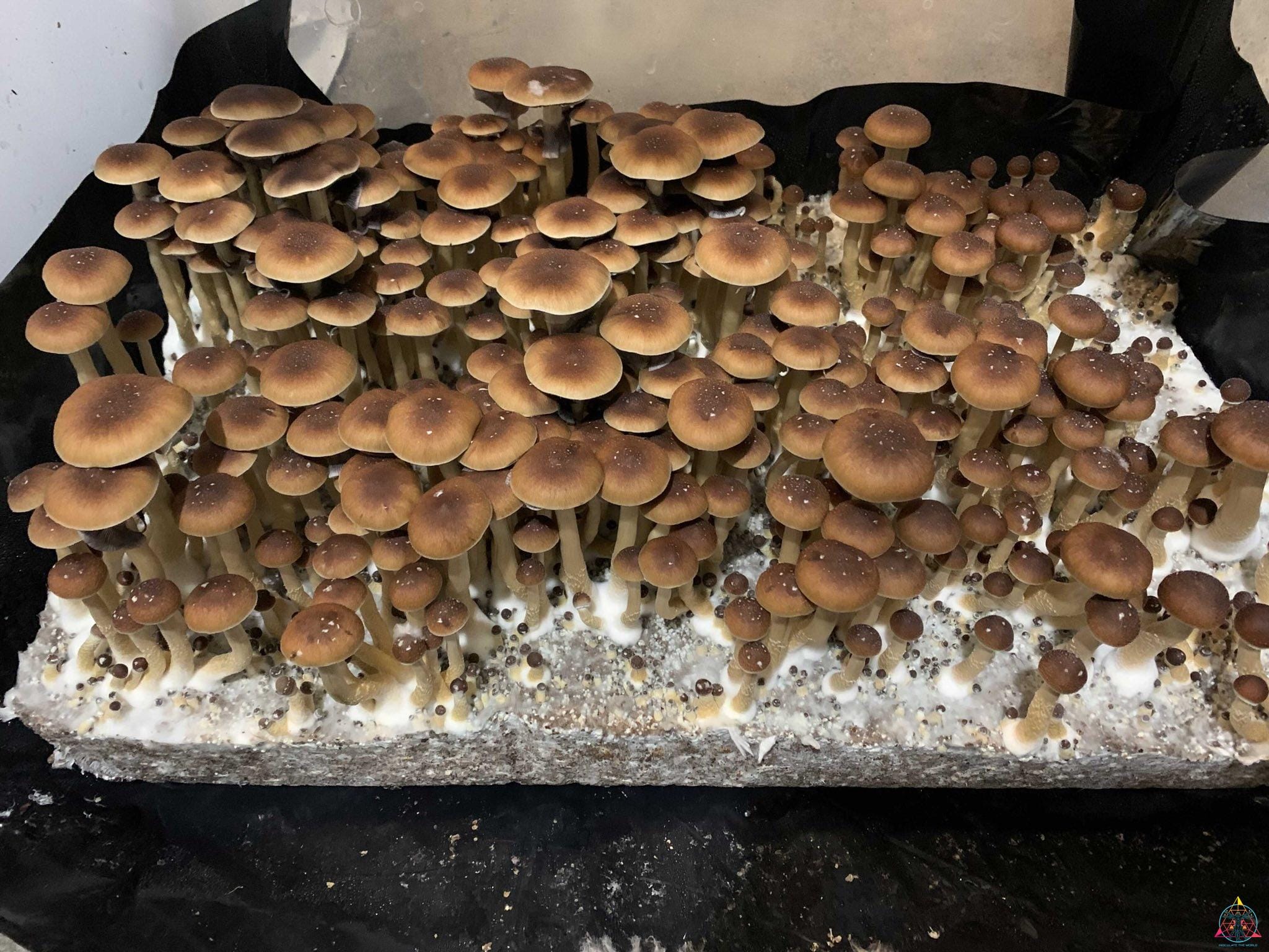 Taman Negara Spore Syringe