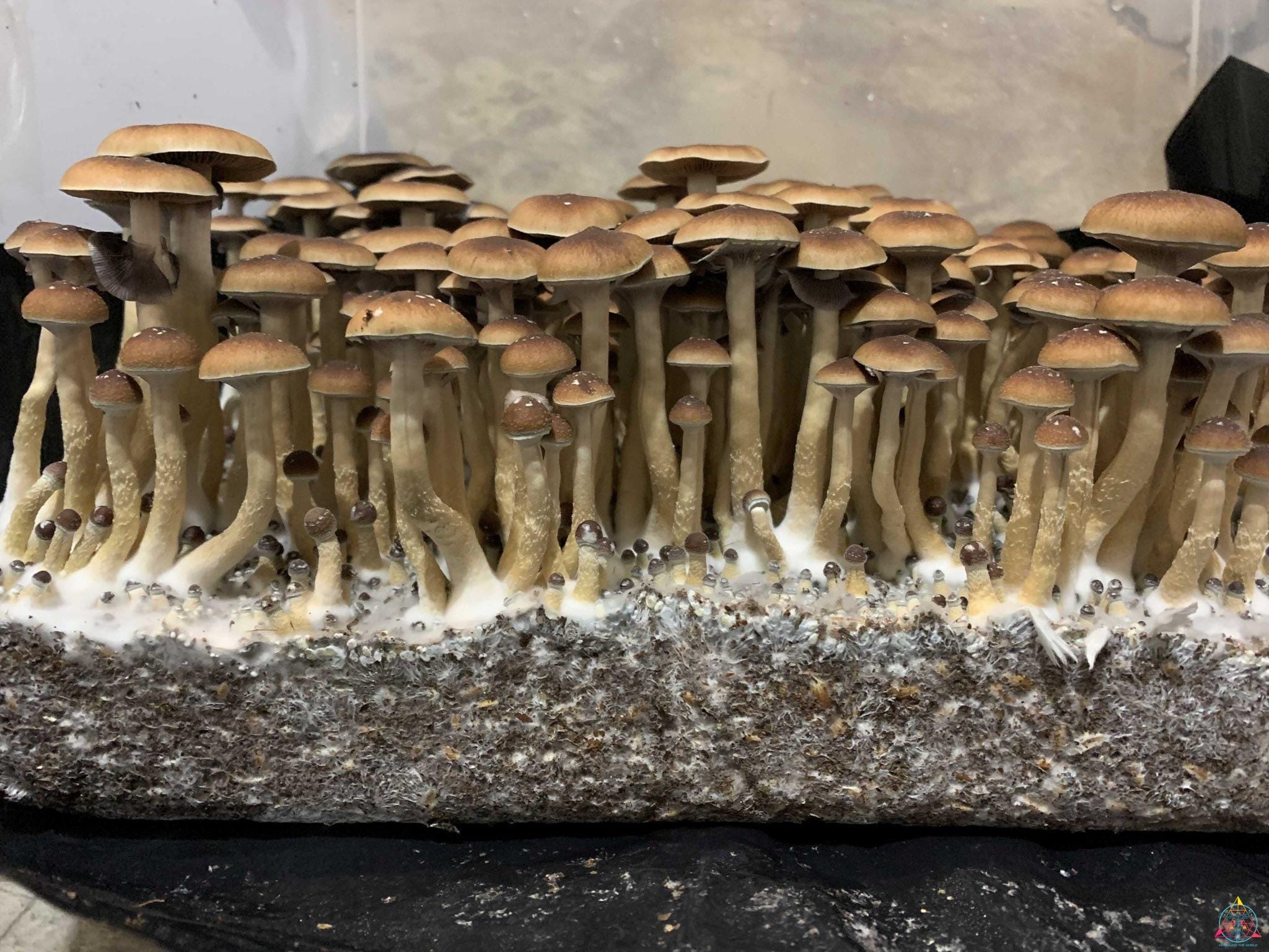 Taman Negara Spore Syringe - Image 5