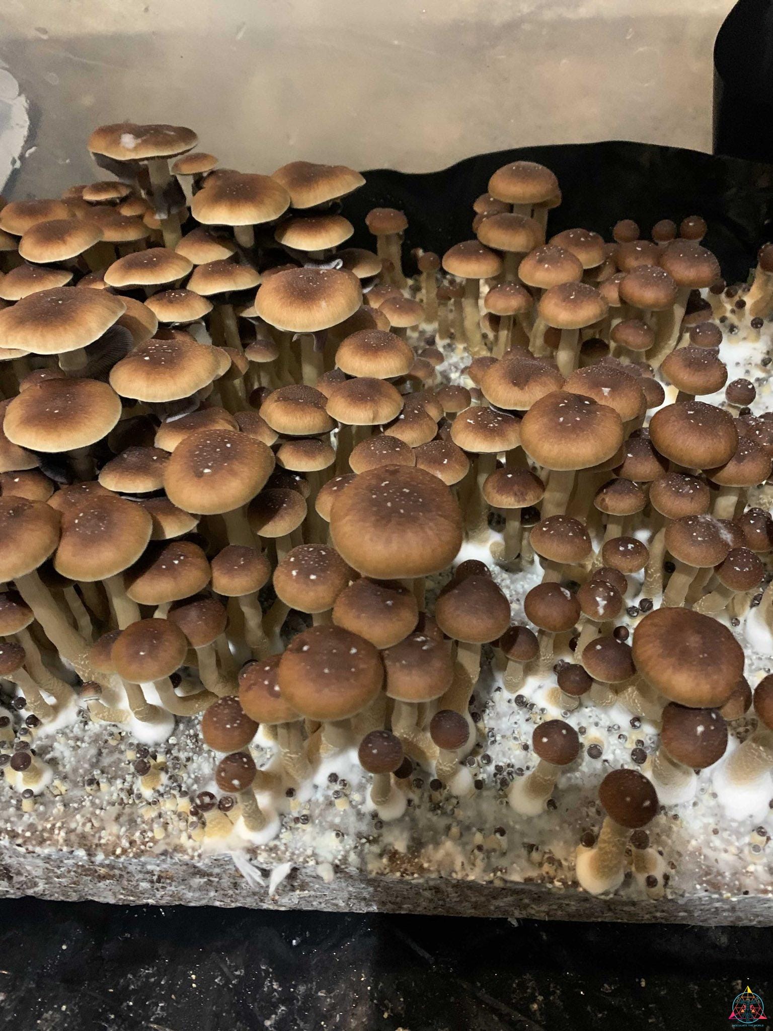 Taman Negara Spore Syringe - Image 6