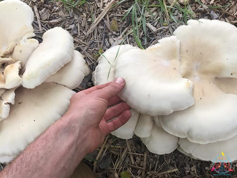White Pearl Oyster mushrooms growing in the wild