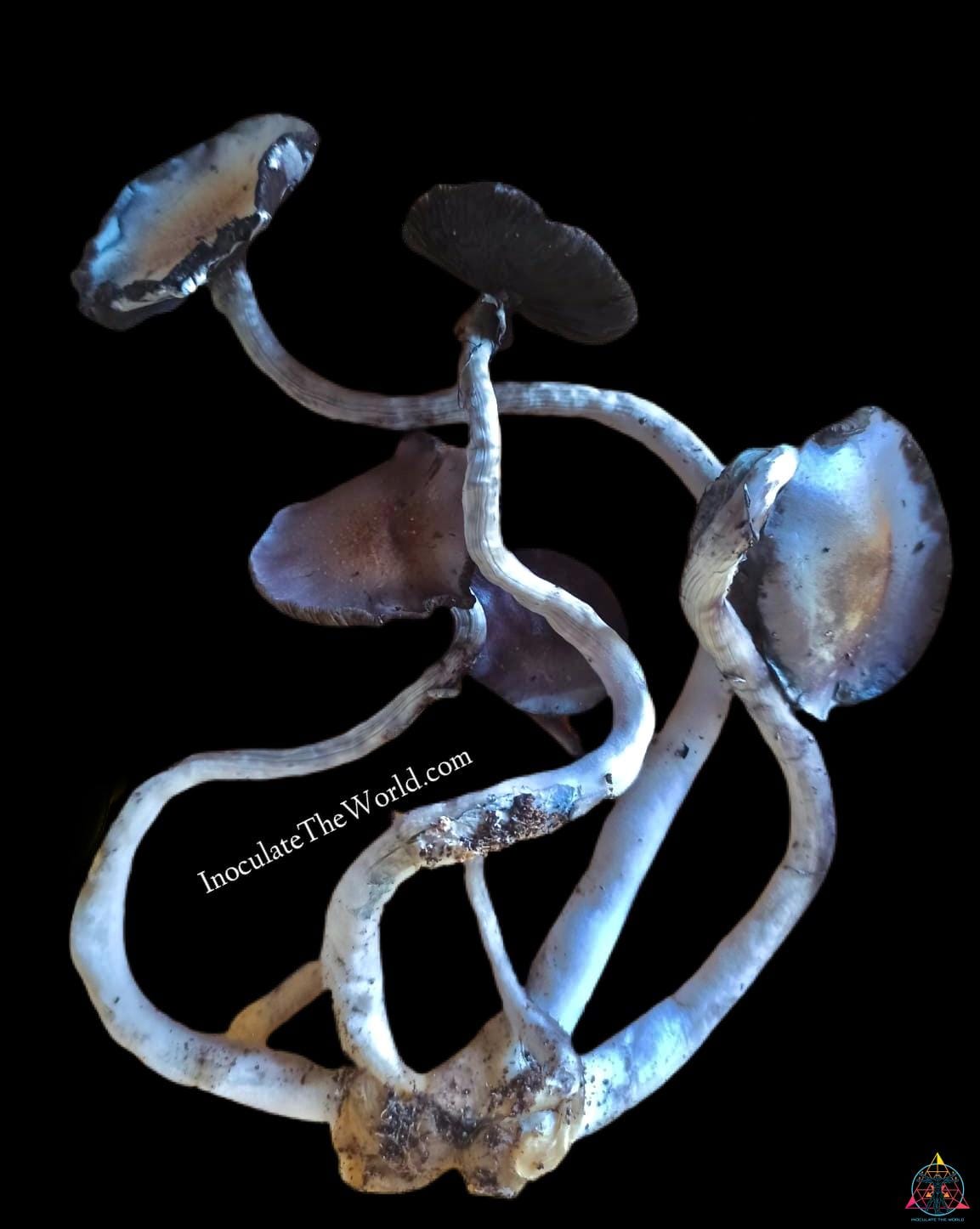 Natal Super Strain Isolated Spore Syringe - Image 2