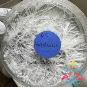 Natal Super Strain Isolated Spore Syringe