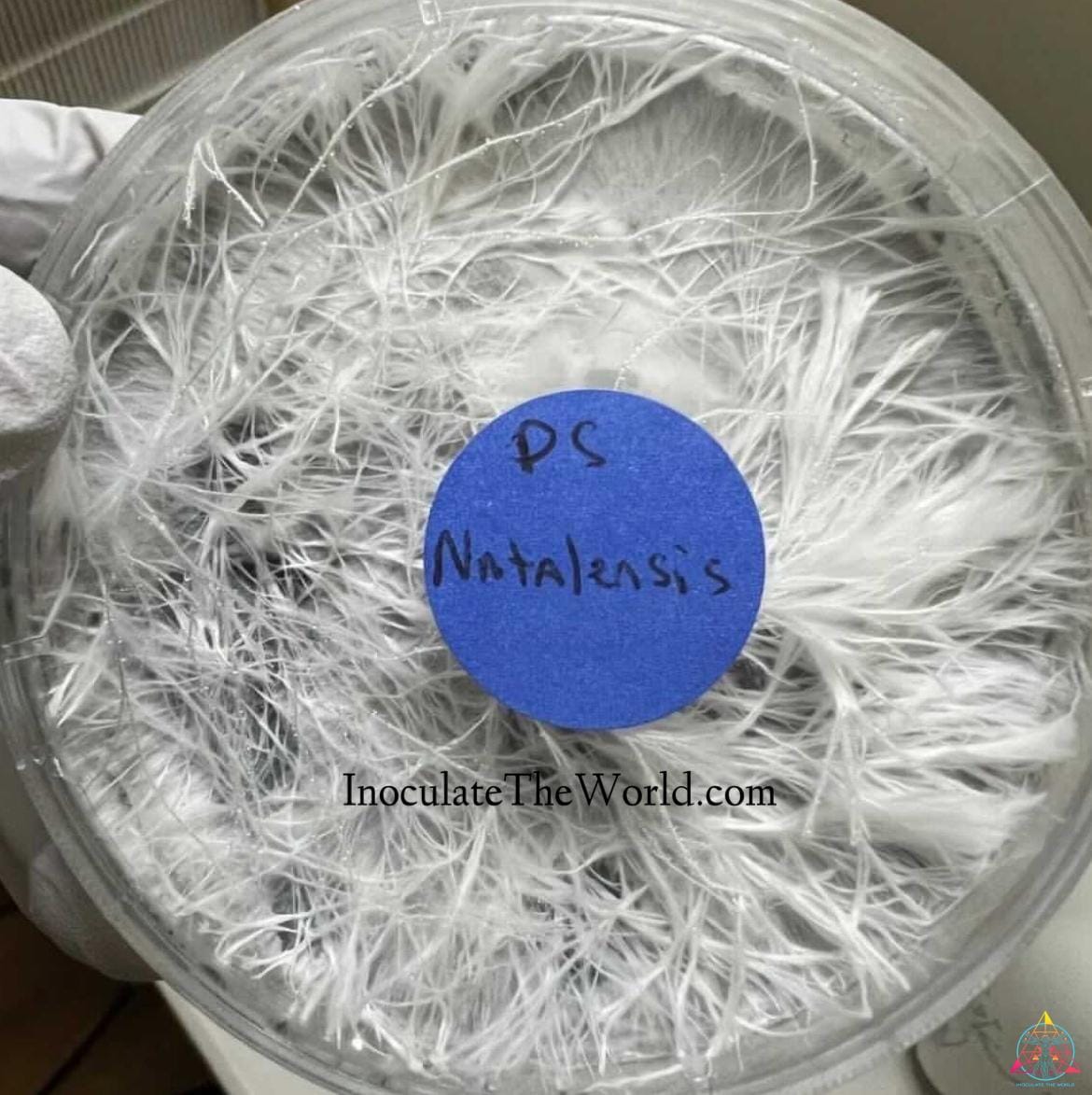 Natal Super Strain Isolated Spore Syringe