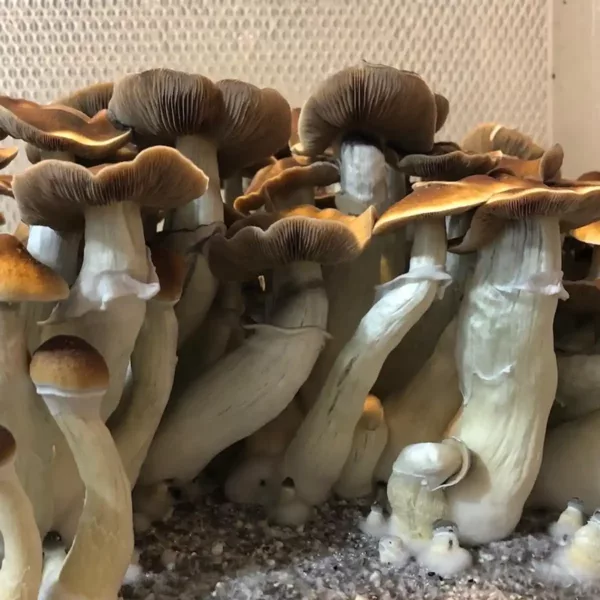 Large flush of blue magnolia cubensis mushrooms in a tub