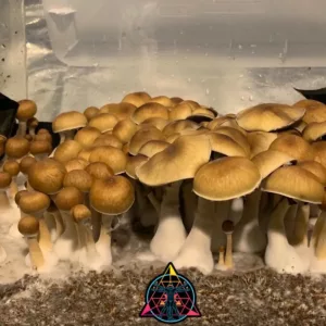 Large flush of purple mystic cubensis mushrooms in a tub