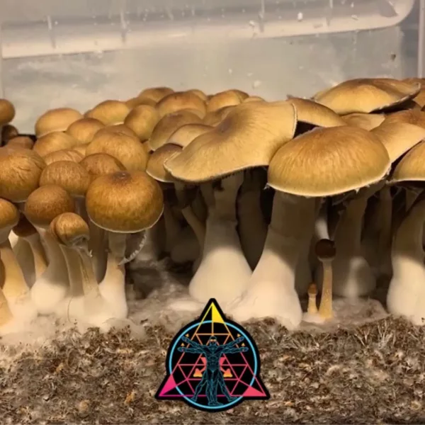 Large flush of purple mystic cubensis mushrooms in a tub