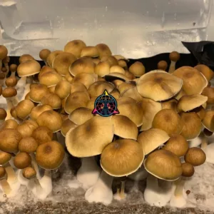 Large flush of purple mystic cubensis mushrooms in a tub