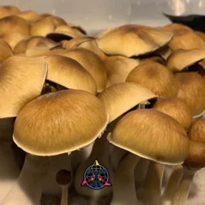 Large flush of purple mystic cubensis mushrooms in a tub