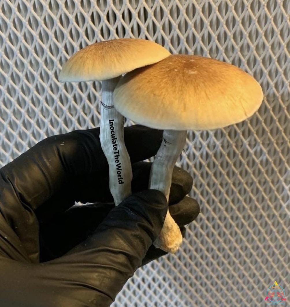 PES Hawaiian Cubensis Spore Syringe