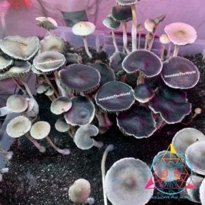 Panaeolus Cyanescens "Alabama Magic" Spore Print