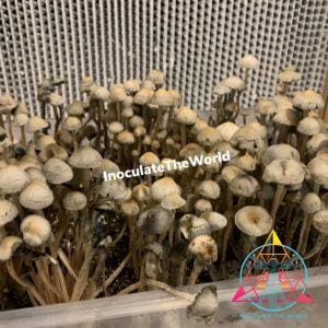 Panaeolus cyanescens “Bunnell FL” Spore Print